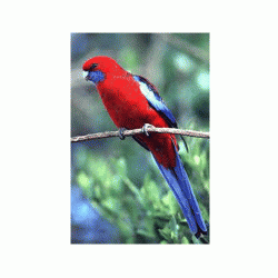 Παπαγάλος Crimson Rosella