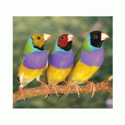 Gouldian