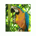 Παπαγάλος Macaw Blue And Gold