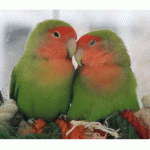 Παπαγαλάκι Love Bird