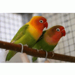 Παπαγαλάκι Love Bird Fischer